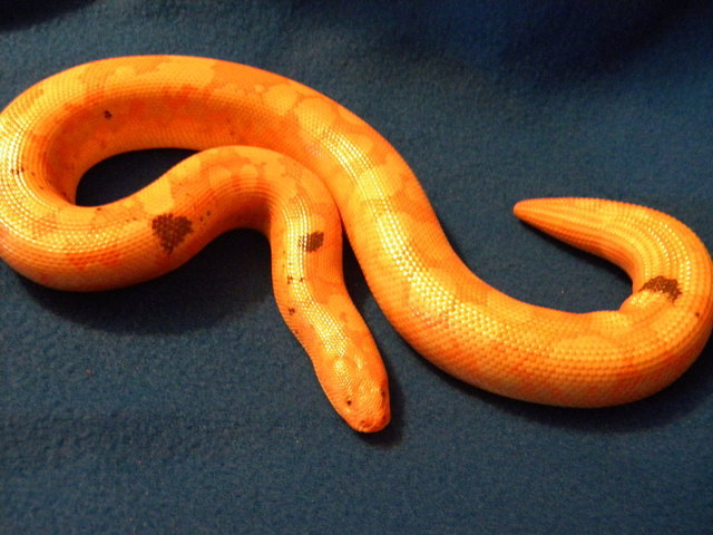 Female Paradox Albino Sand Boa