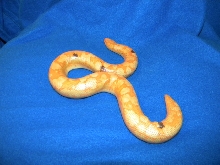 Female Paradox Albino Sand Boa 2