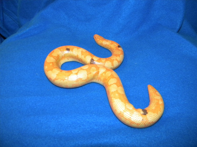 Female Paradox Albino Sand Boa 2