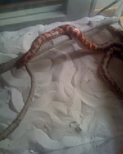 baby tanzanian flame race sand boas