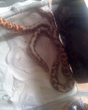 more babies