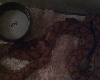 my male BRB