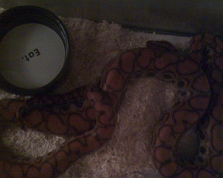 my male BRB