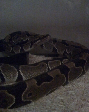 Siegfried-picture 1