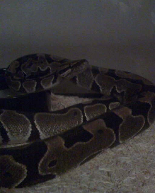 Siegfried-picture 1
