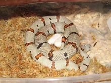 Juno female