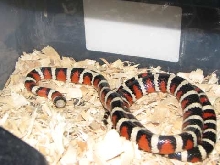 female kitt peak