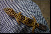 my leopard gecko