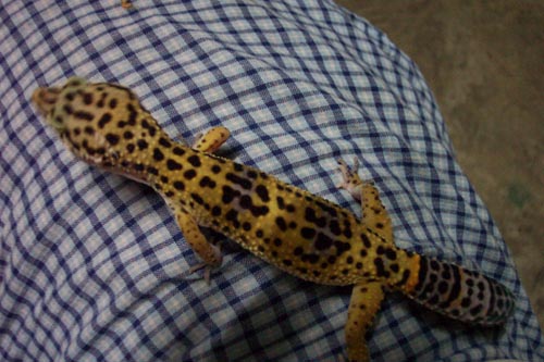 my leopard gecko