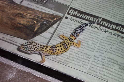 cb leopard