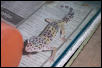 wild gecko