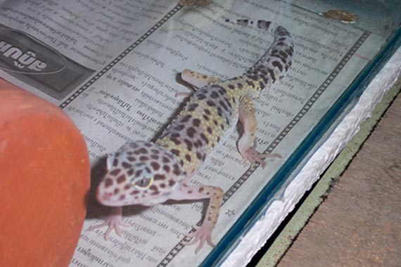 wild gecko