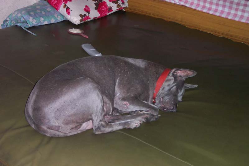 rest in peace Milo