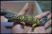 my leopard