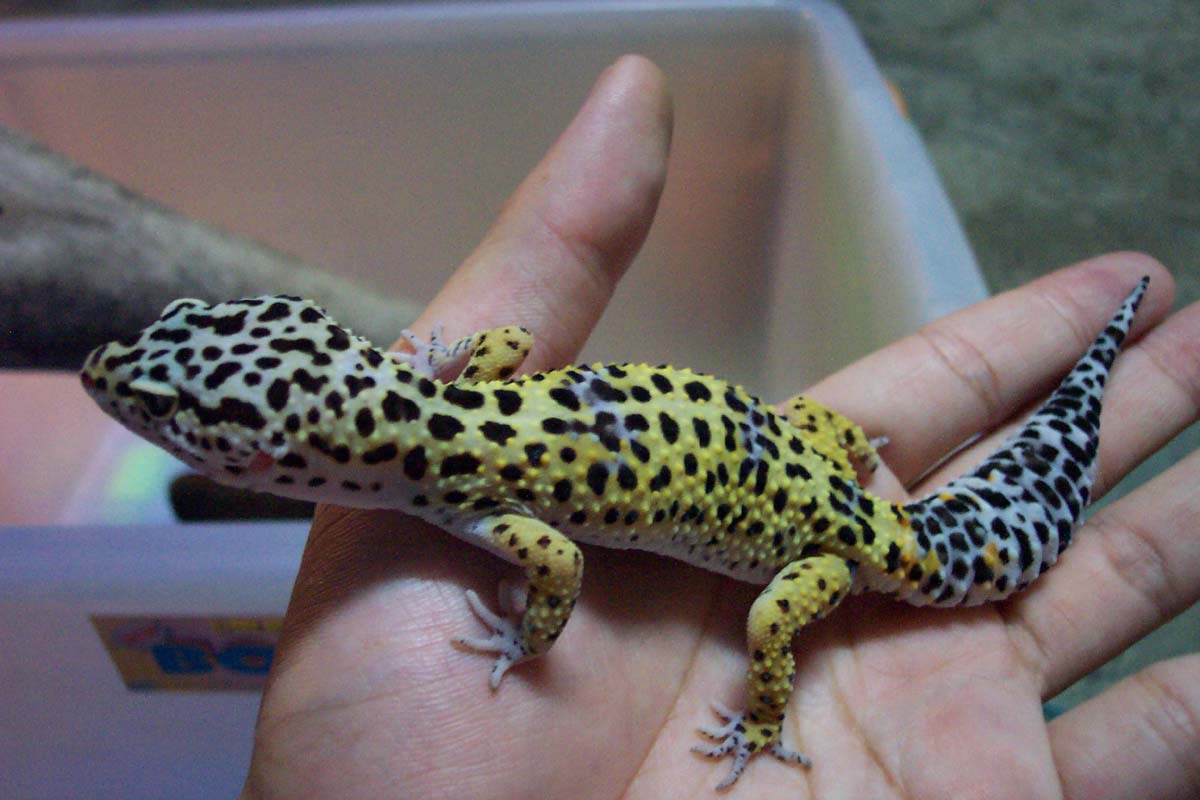 my leopard