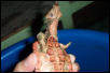 matamata turtle