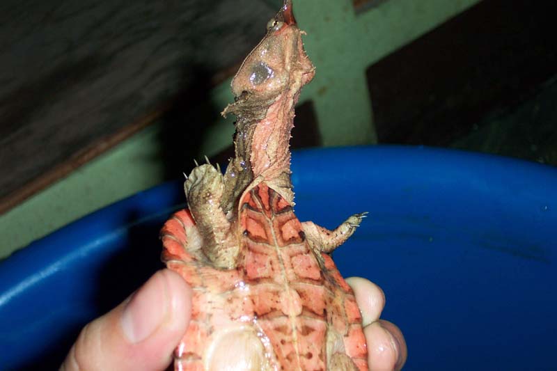 matamata turtle