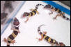 group