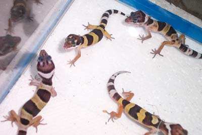 group