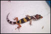 My hatching leopard gecko