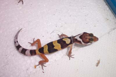 My hatching leopard gecko