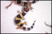 my pet