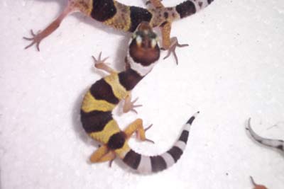 my pet