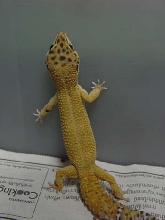 Tangerine leopard gecko