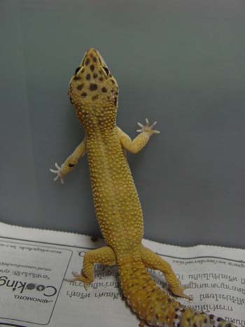 Tangerine leopard gecko