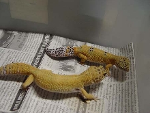pair of tang
