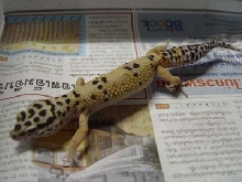 my female leopard