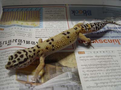 my female leopard
