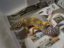 Tang X Albino