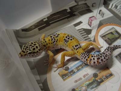 Tang X Albino