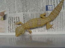 Female Albino