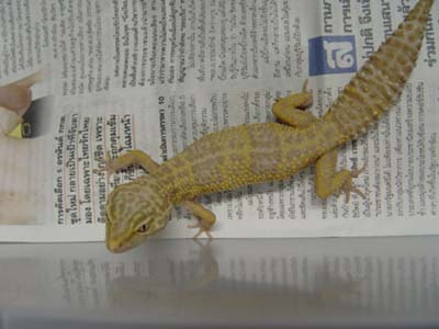 Female Albino