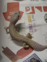 Blizzard leopard gecko