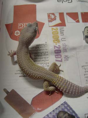 Blizzard leopard gecko
