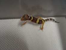 Tang X Albino juvenile