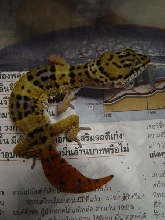 my carrot tail leopard gecko