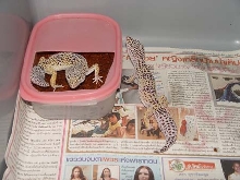 wild leopard gecko