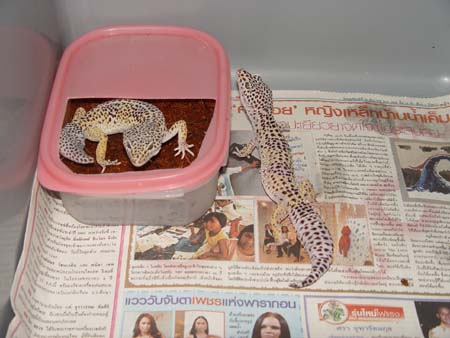 wild leopard gecko