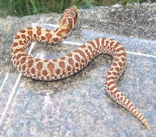 het albino female