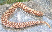 het albino male