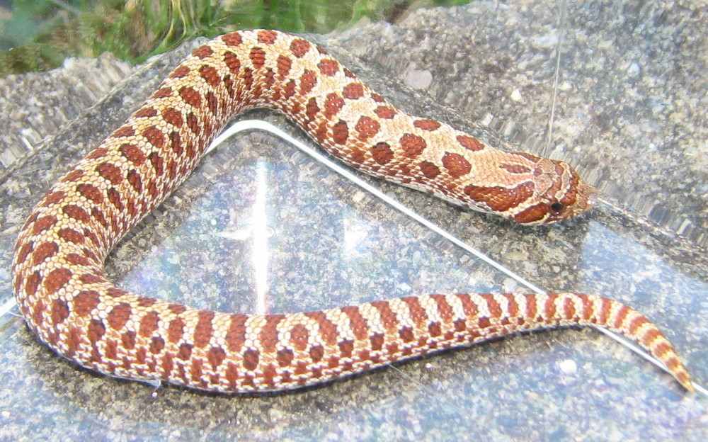 het albino male