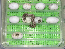 Hognose SIM