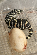 SIM hatched Varius