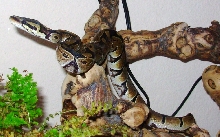"Viper"