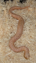 Pastel Pink female 2