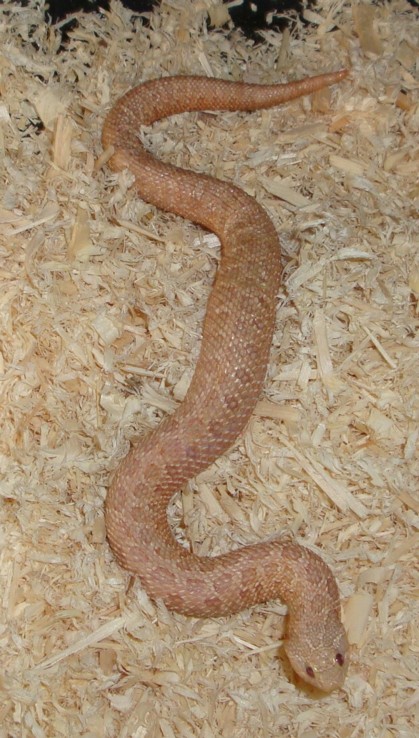 Pastel Pink female 2